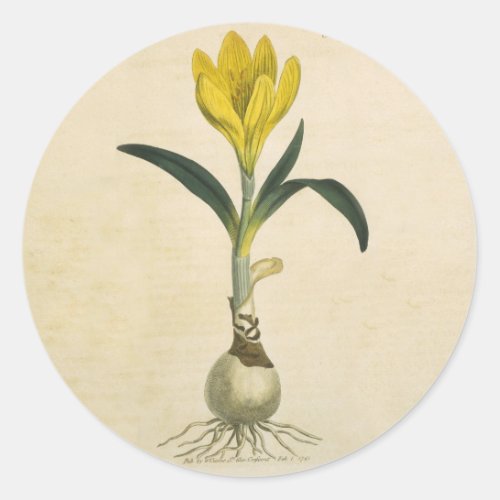 Amaryllis Tulip Botanical Garden Flower Classic Round Sticker