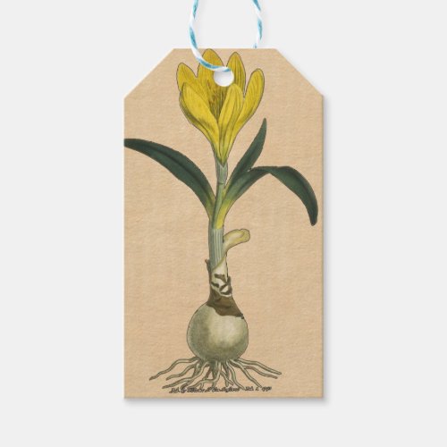 Amaryllis Tulip Botanical Garden Flower Gift Tags