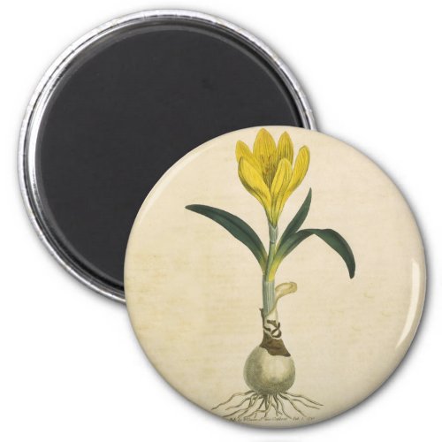 Amaryllis Tulip Botanical Garden Flower Magnet