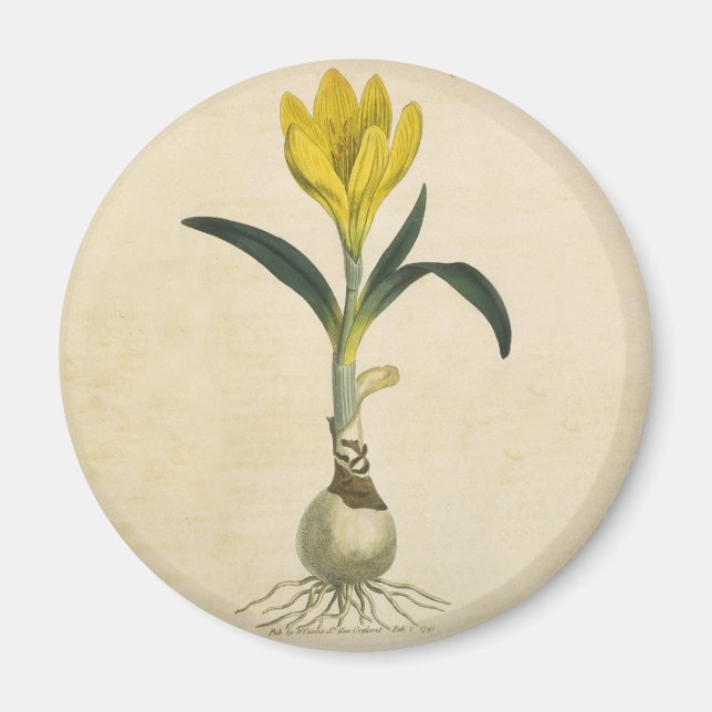 Amaryllis Tulip Botanical Garden Flower Magnet (Front)