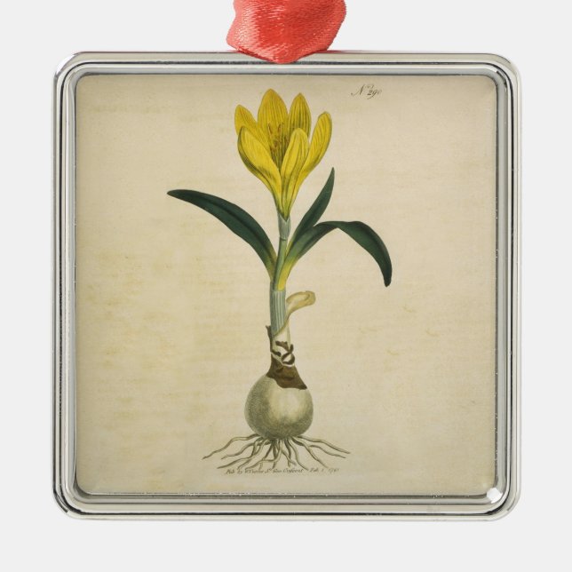 Amaryllis Tulip Botanical Garden Flower Metal Ornament (Front)