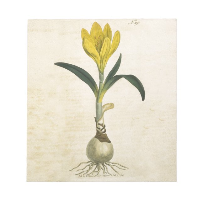 Amaryllis Tulip Botanical Garden Flower Notepad (Front)