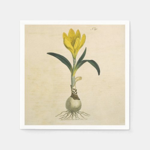 Amaryllis Tulip Botanical Garden Flower Paper Napkins