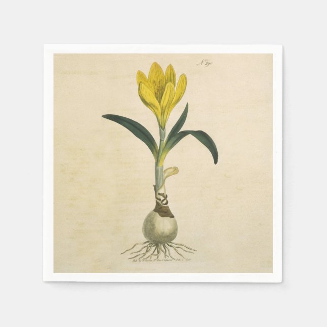 Amaryllis Tulip Botanical Garden Flower Paper Napkins (Front)
