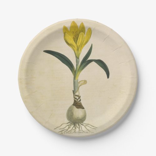 Amaryllis Tulip Botanical Garden Flower Paper Plates