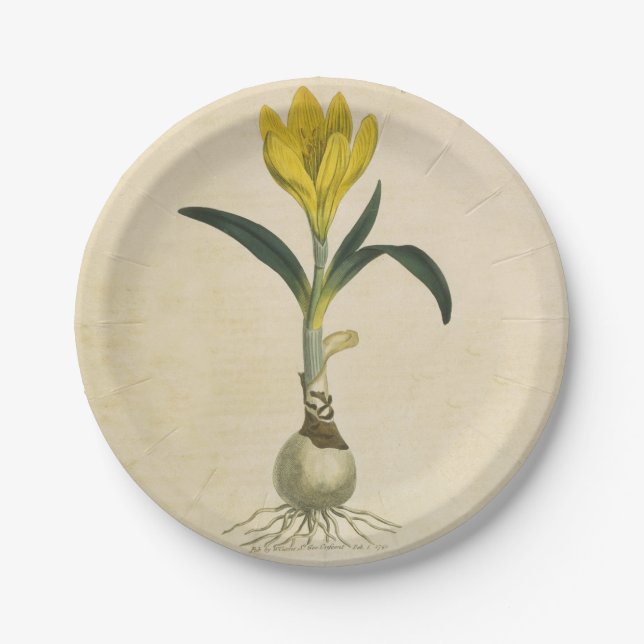Amaryllis Tulip Botanical Garden Flower Paper Plates (Front)