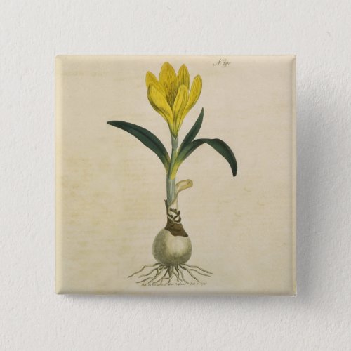 Amaryllis Tulip Botanical Garden Flower Pinback Button