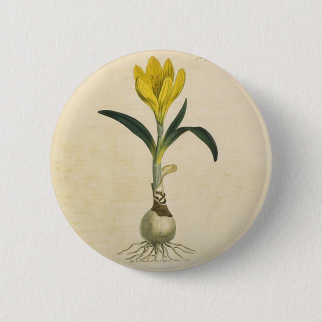 Amaryllis Tulip Botanical Garden Flower Pinback Button (Front)
