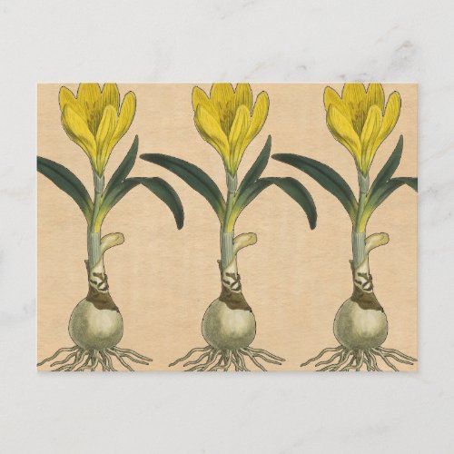 Amaryllis Tulip Botanical Garden Flower Postcard