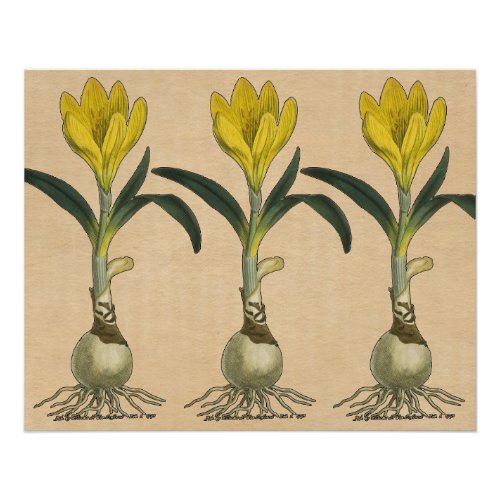 Amaryllis Tulip Botanical Garden Flower Poster