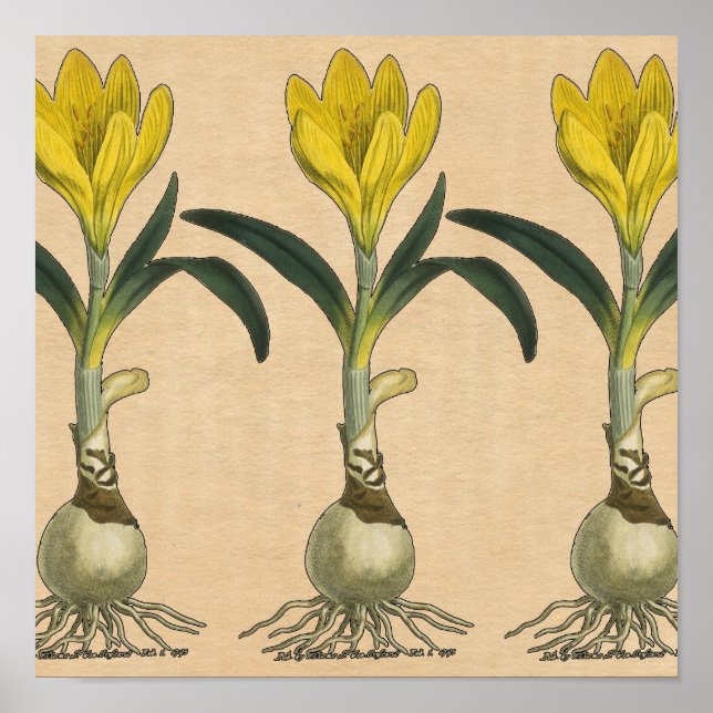 Amaryllis Tulip Botanical Garden Flower Poster (Front)