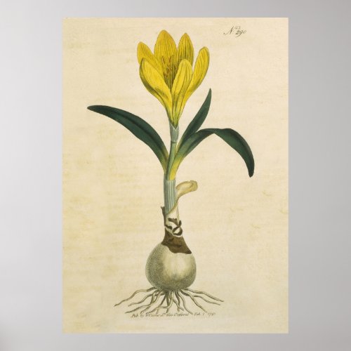 Amaryllis Tulip Botanical Garden Flower Poster