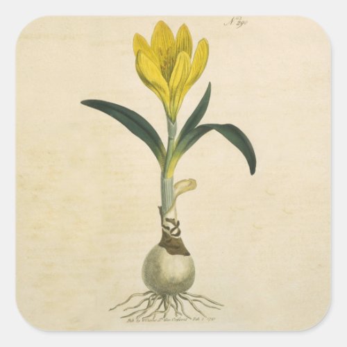 Amaryllis Tulip Botanical Garden Flower Square Sticker