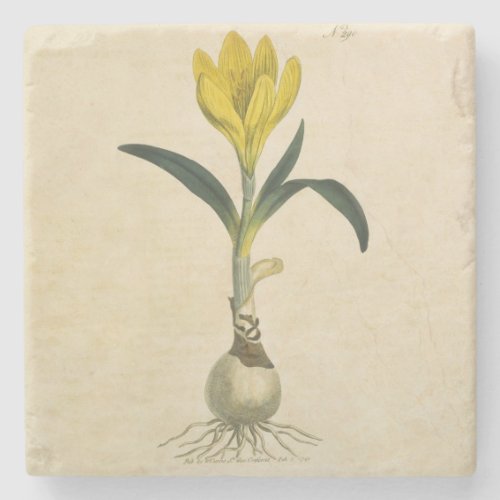 Amaryllis Tulip Botanical Garden Flower Stone Coaster