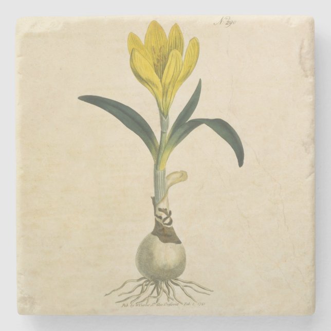 Amaryllis Tulip Botanical Garden Flower Stone Coaster (Front)