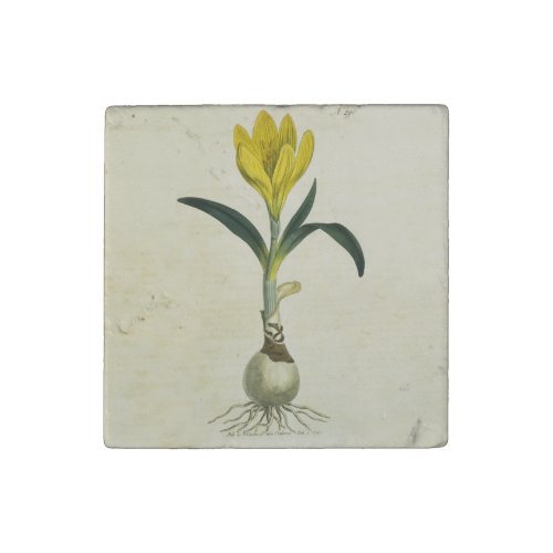 Amaryllis Tulip Botanical Garden Flower Stone Magnet