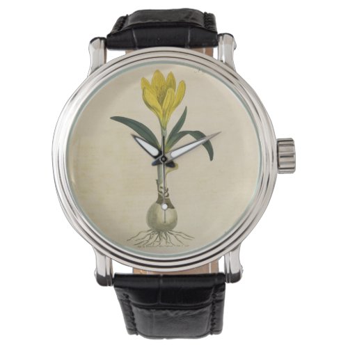 Amaryllis Tulip Botanical Garden Flower Watch