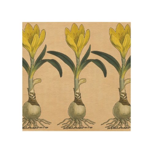 Amaryllis Tulip Botanical Garden Flower Wood Wall Decor