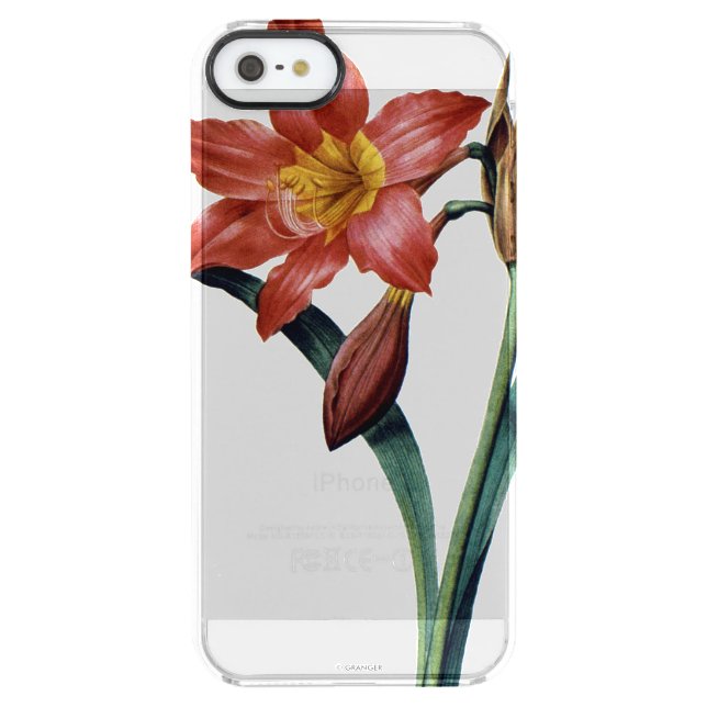 Amaryllis Uncommon iPhone Case (Back)