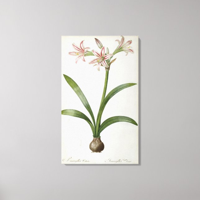 Amaryllis Vittata Canvas Print (Front)