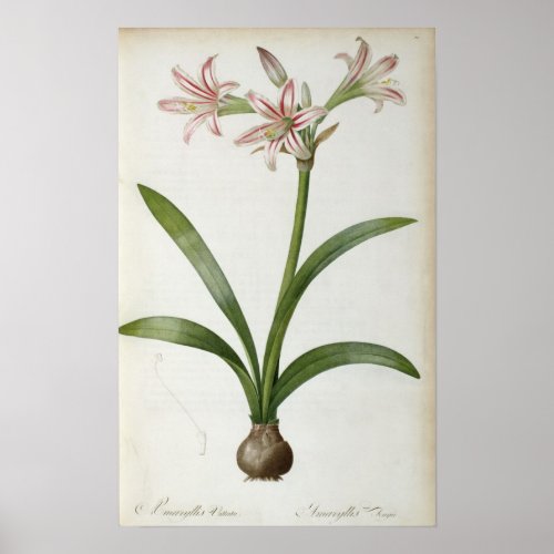 Amaryllis Vittata Poster