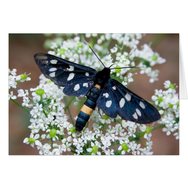 Amata phegea cards (Front Horizontal)