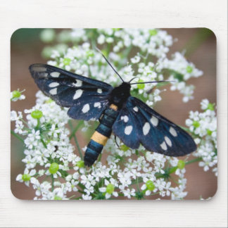 Amata phegea mouse pad