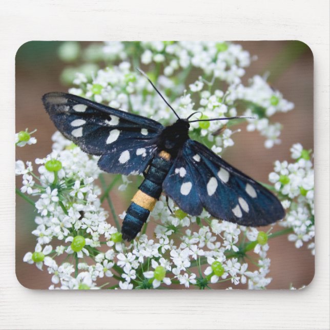 Amata phegea mouse pad (Front)