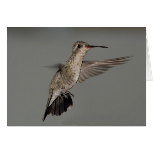 Amazilia rutila - Cinnamon Hummingbird (Front Horizontal)