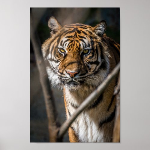 Amazing Adult Tiger Poster