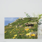 Amazing! Alpine flowers (Standing Front)