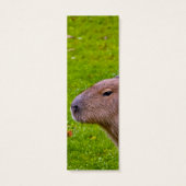 Amazing Animal Capybara (Back)