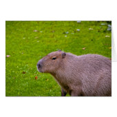 Amazing Animal Capybara (Front Horizontal)