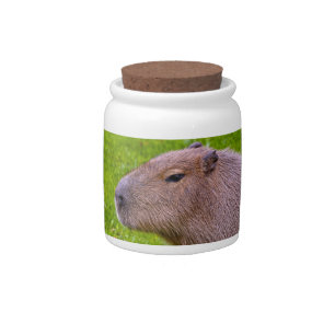 Amazing Animal Capybara Candy Jar