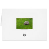 Amazing Animal Capybara Cards (Back Horizontal)
