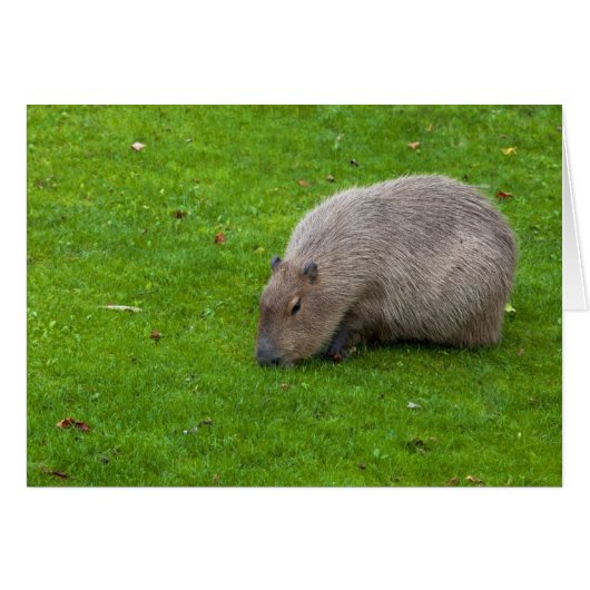 Amazing Animal Capybara Cards (Front Horizontal)