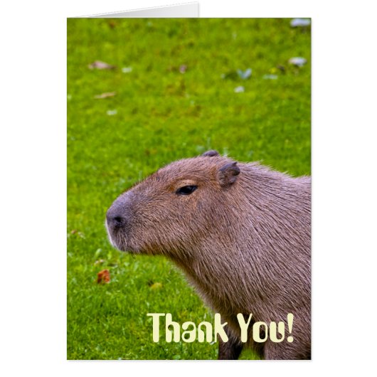 Amazing Animal Capybara Cards (Front)