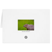 Amazing Animal Capybara Cards (Back Horizontal)