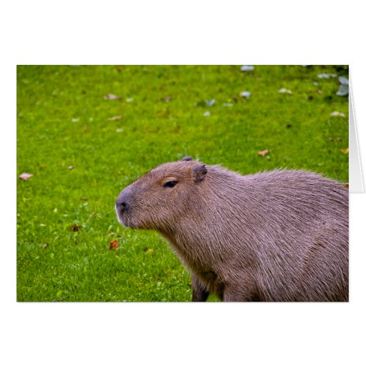 Amazing Animal Capybara Cards (Front Horizontal)