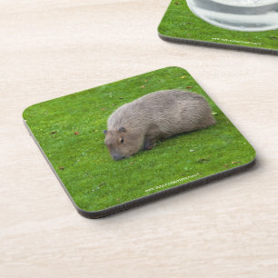 Amazing Animal Capybara Drink Coaster