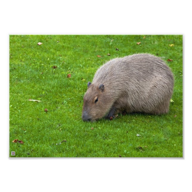 Amazing Animal Capybara Photo Print (Front)