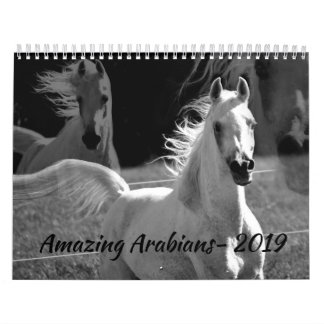 Amazing Arabians- a 2019 Calendar
