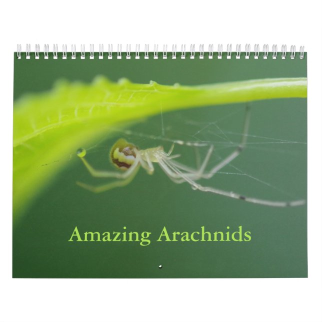Amazing Arachnids Spider Calendar (Cover)