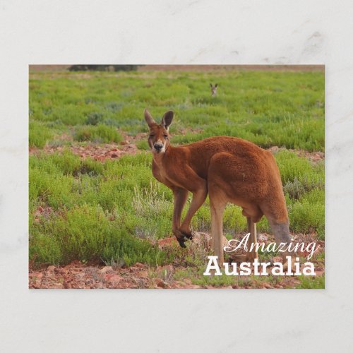 Amazing Australia postcard
