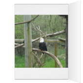 Amazing Bald Eagle (Inside (Left))