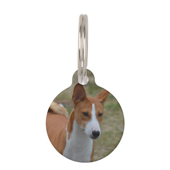 Amazing Basenji Dog Pet Name Tag (Front)