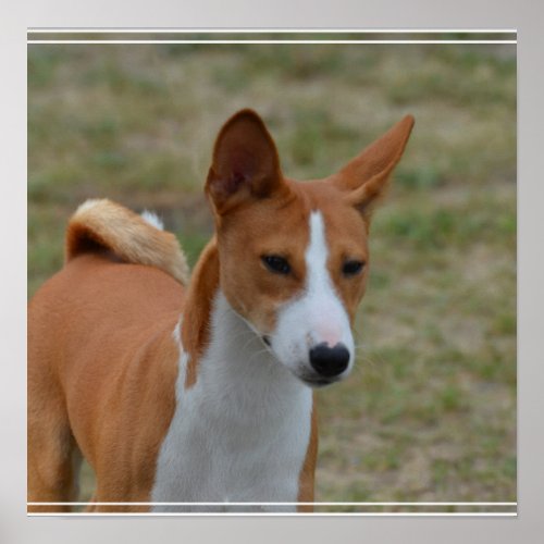 Amazing Basenji Dog Poster