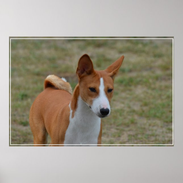 Amazing Basenji Dog Poster (Front)