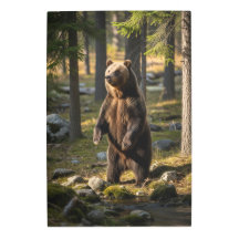 Amazing Bear Pictures