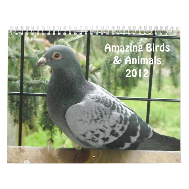 Amazing Birds and Animals 2012 Calendar (Cover)
